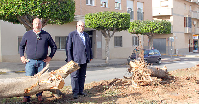 El PSOE de El Ejido denuncia la prepotencia del alcalde y el concejal de Obras Públicas al talar masivamente árboles en el Paseo de las Lomas