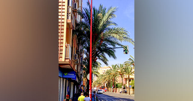 Palmeras en avenida Cabo de Gata de Almería