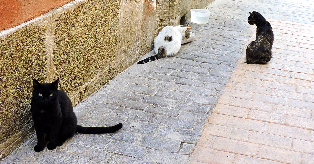 Gatos en el Casco Antiguo